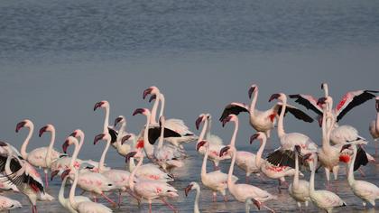 Lesser Flamingo