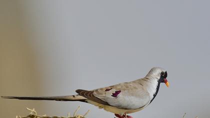 Namaqua Dove