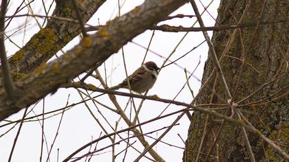 Eurasian Tree Sparrow