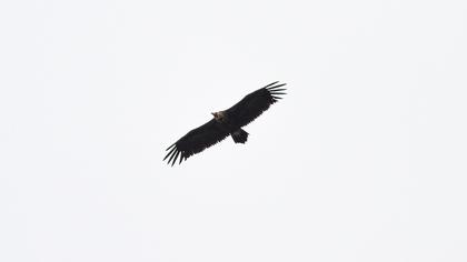 Cinereous Vulture