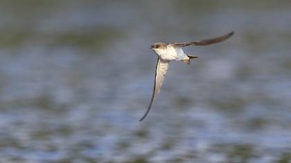 Common House Martin