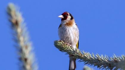European Goldfinch