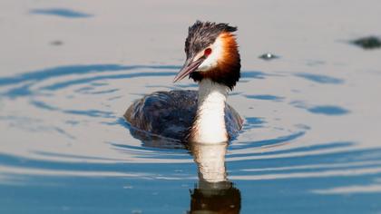 Great Crested Grebe