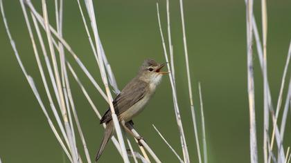 Marsh Warbler