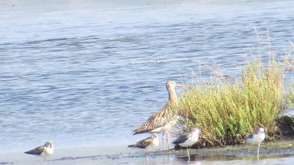 Common Greenshank
