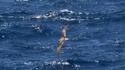 Scopoli`s Shearwater
