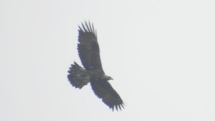 Golden Eagle