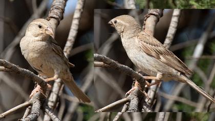 Pale Rockfinch