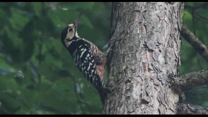 White-backed Woodpecker