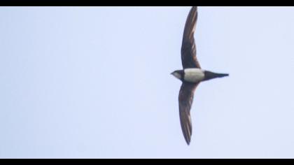 Alpine Swift