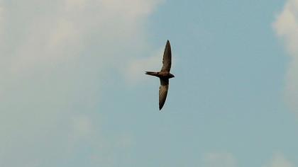 Common Swift