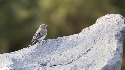 Northern Wheatear
