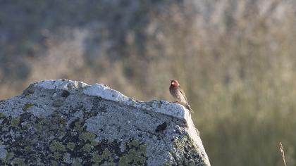 Common Rosefinch