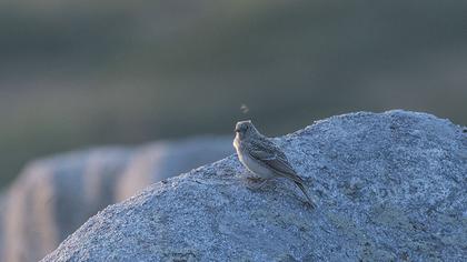 Horned Lark