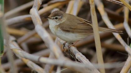 Paddyfield Warbler