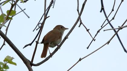 Common Nightingale