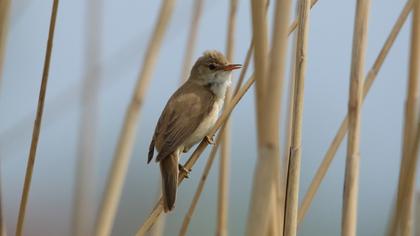 Eurasian Reed Warbler