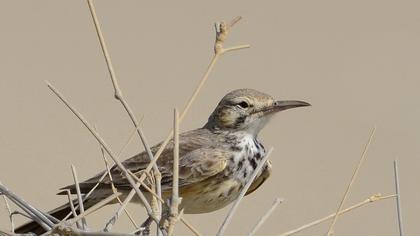 Greater Hoopoe-Lark