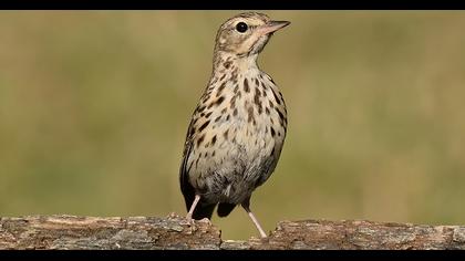 Tree Pipit
