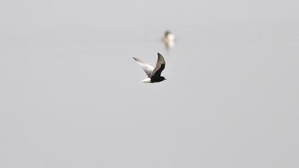 White-winged Tern