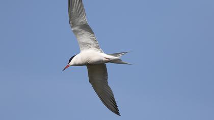 Common Tern
