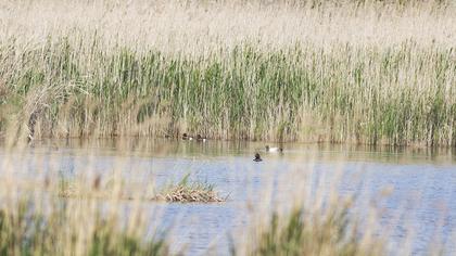 Ferruginous Duck