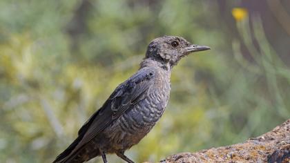 Blue Rock Thrush