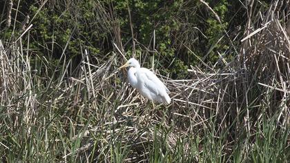 Great Egret