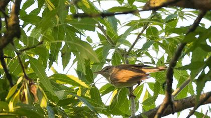 Marsh Warbler
