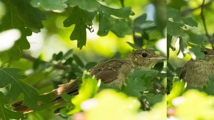 Thrush Nightingale