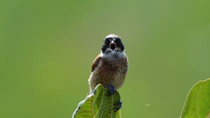 Eurasian Penduline Tit