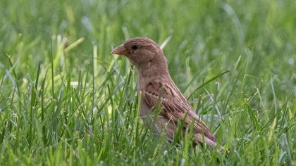 Pale Rockfinch