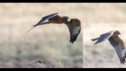 Montagu`s Harrier