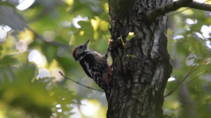 Middle Spotted Woodpecker