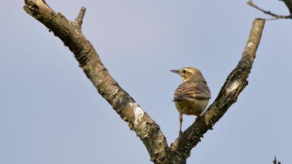 Tree Pipit