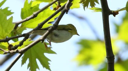 Wood Warbler