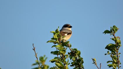 Lesser Grey Shrike