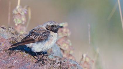 Black-eared Wheatear