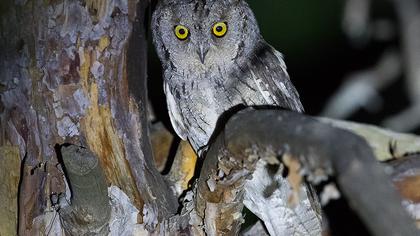 Eurasian Scops Owl