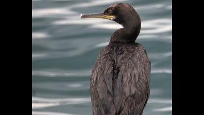 European Shag