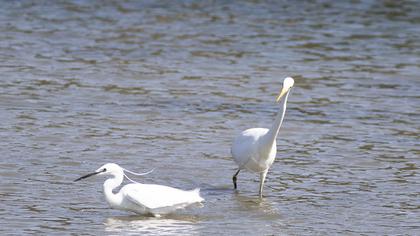 Little Egret