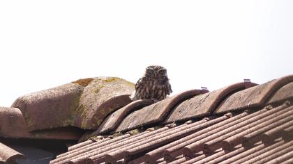 Little Owl