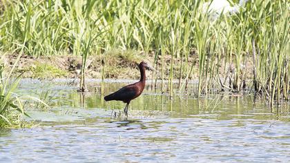 Glossy Ibis
