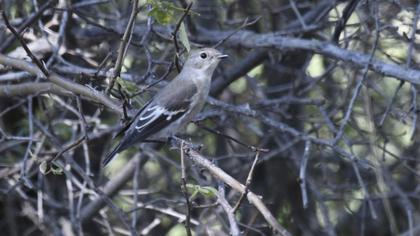 Semicollared Flycatcher