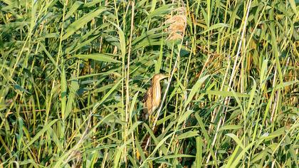 Little Bittern