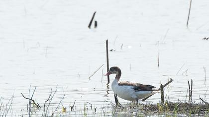 Common Shelduck