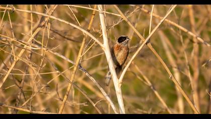 Eurasian Penduline Tit