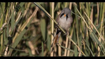 Bearded Reedling