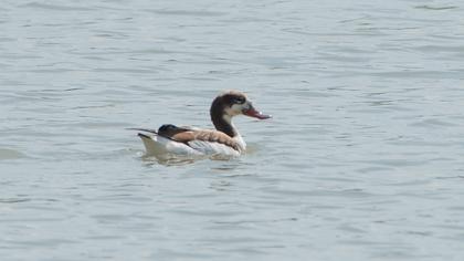 Common Shelduck