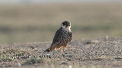 Eurasian Hobby